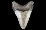 Juvenile Megalodon Tooth - Georgia #111640-1